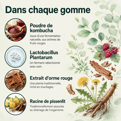 Gommes gélifiées probiotiques au kombucha
